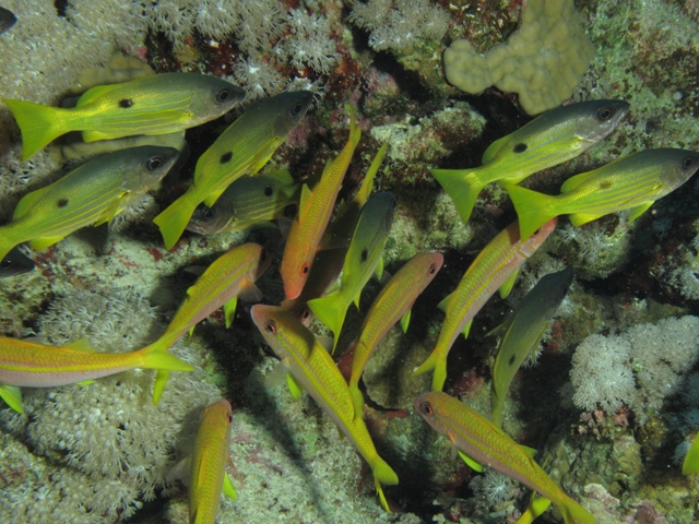 Lutjanus Fulviflamma
